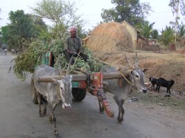 Bullock-cart-in South -Indian-villageJPG