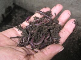 Worms-used-for-vermi-composting