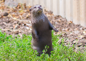 Buckfastleigh_otter-standing