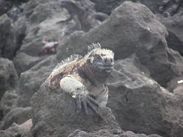 Galapagos_sea_iguana