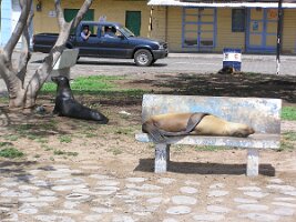 Galapagos_sealion_on_seat