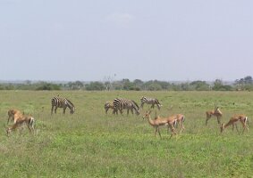 Kenya_Zebra and antelope