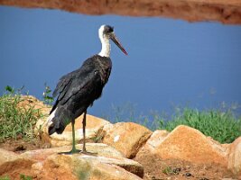 Kenyan_stork