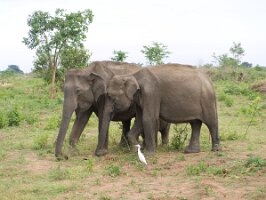 Two_indian_elephants